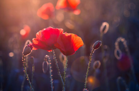 周公解梦之黄梁一梦的传说(图1)