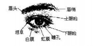 男人面相眼睛图解