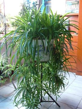 玄关 花 风水(图1) 玄关 花 风水(图1)