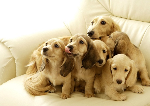 养狗的家居风水禁忌有哪些(图1) 养狗的家居风水禁忌有哪些(图1)