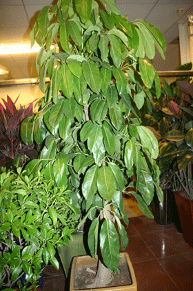 招财树的养殖方法(图1)