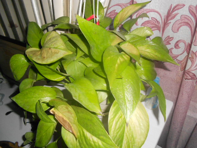 绿萝叶子发黄怎么办(图1)