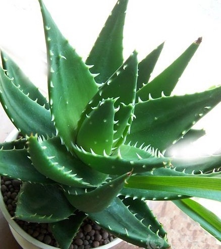 风水植物芦荟的作用(图1)