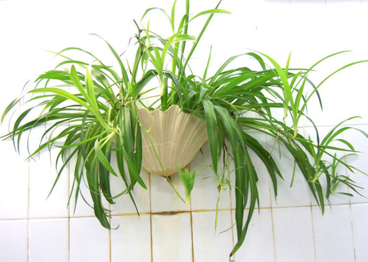 家里摆放什么植物聚财(图1)