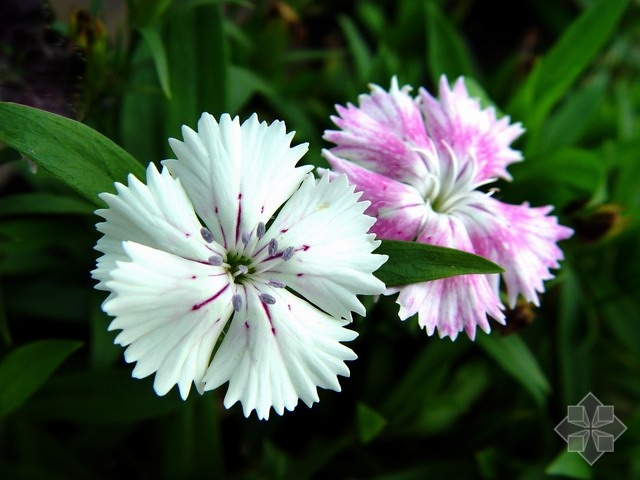 石竹风水(图1) 石竹风水(图1)