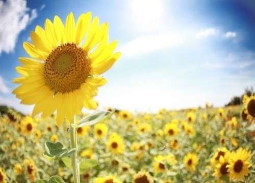 太阳花风水(图1)