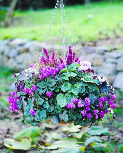 仙客来有毒吗(图1)