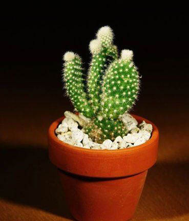 仙人掌风水(图1)