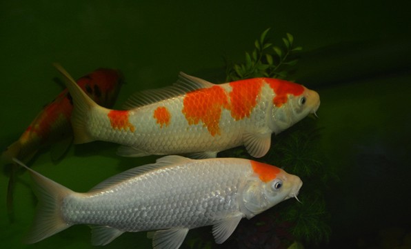 鱼缸摆放禁忌(图1) 鱼缸摆放禁忌(图1)