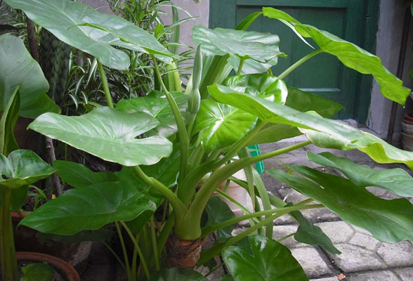 滴水观音怎么养，滴水观音的风水作用(图1)