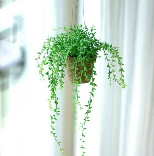吊兰风水(图1)