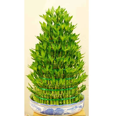 富贵竹多少根招财(图1)