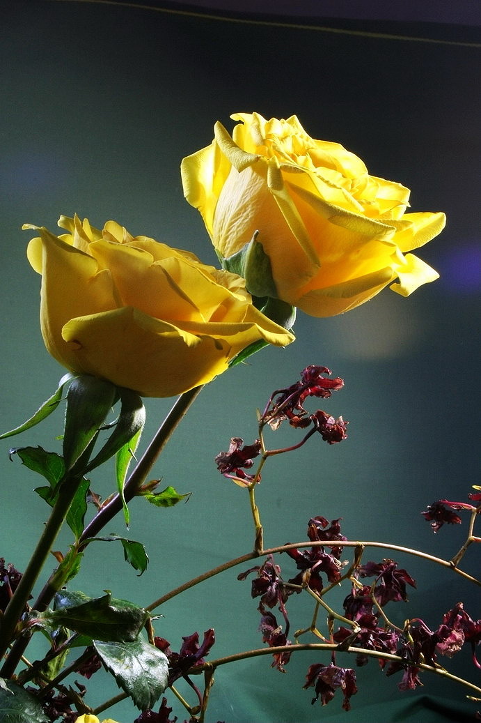 黄玫瑰风水(图1)