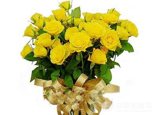 黄素馨风水(图1)