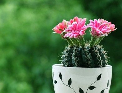 家居风水的书(图1)