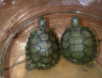 家庭养龟的风水(图1)