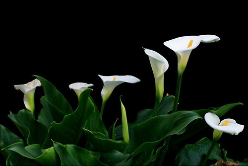 马蹄莲风水(图1)