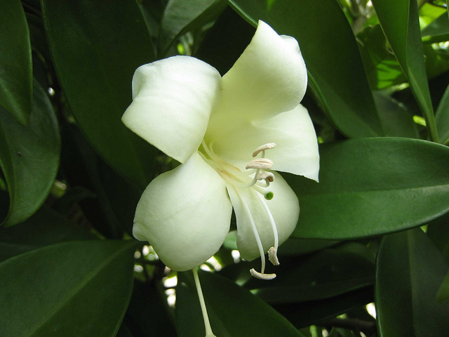 茉莉花风水(图1)