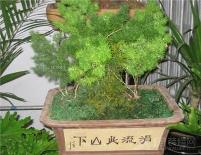 蓬莱松风水(图1)