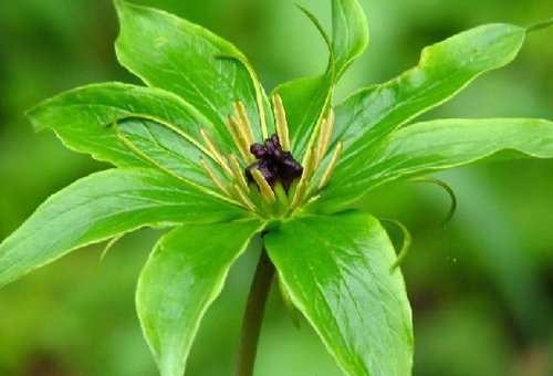 七叶莲风水(图1)