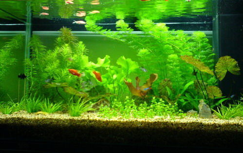 室内风水3个鱼缸怎么摆(图1) 室内风水3个鱼缸怎么摆(图1)