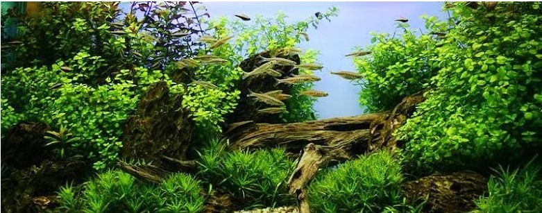 水族箱摆放风水(图1)