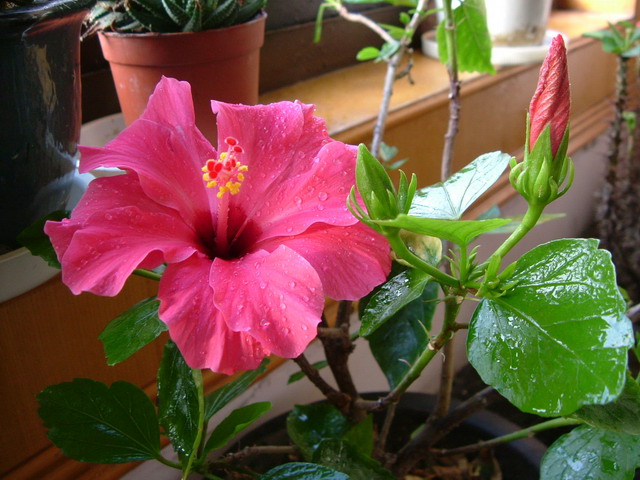 扶桑花影响室内风水吗(图1)