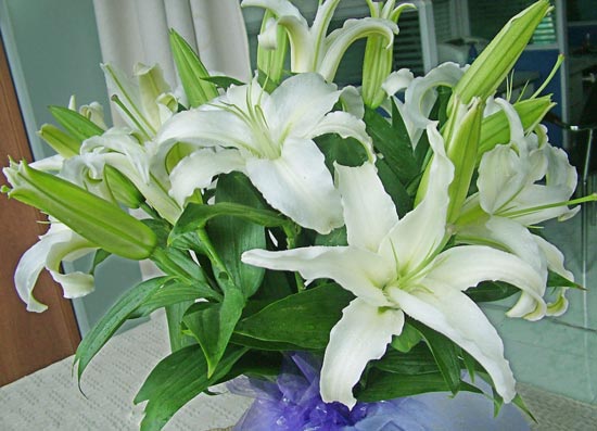 花与风水(图1)