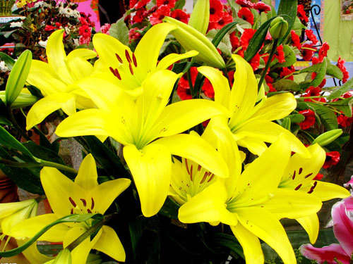 风水花(图1) 风水花(图1)