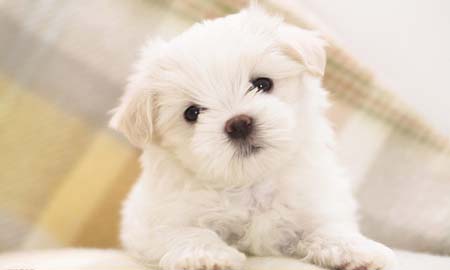 养宠物要注意的风水禁忌(图1)