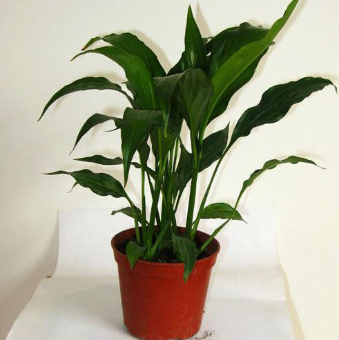 如何为家中购置风水吉祥物(图1)