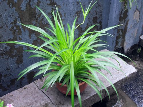 开运避邪的魔力植物(图1)