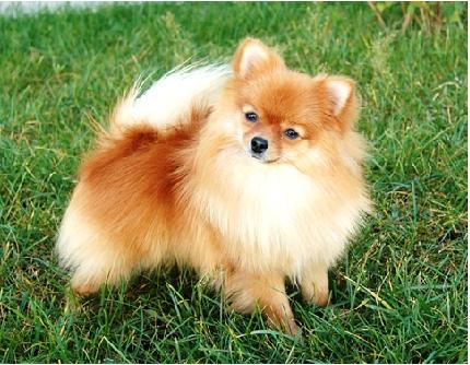 养好宠物也能为你带来好运(图1)