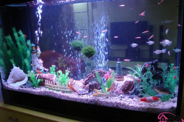 养鱼别犯了风水大忌(图1)