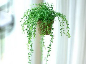 大玄空风水