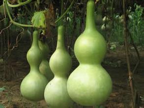 葫芦的独特风水作用(图1)