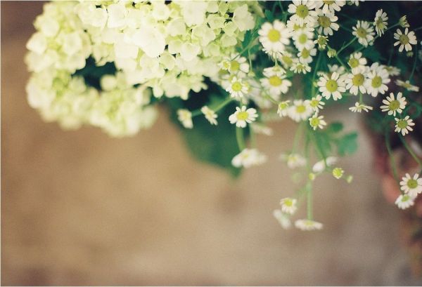 花饰风水 让你更优雅更美(图1) 花饰风水 让你更优雅更美(图1)