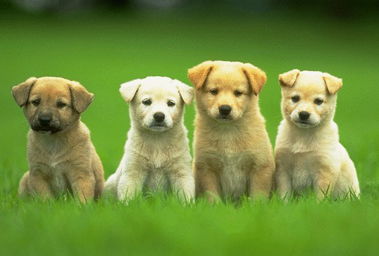 适合养狗的风水(图1)