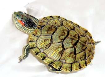 乌龟和风水(图1)