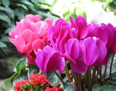 旺风水的植物(图1) 旺风水的植物(图1)