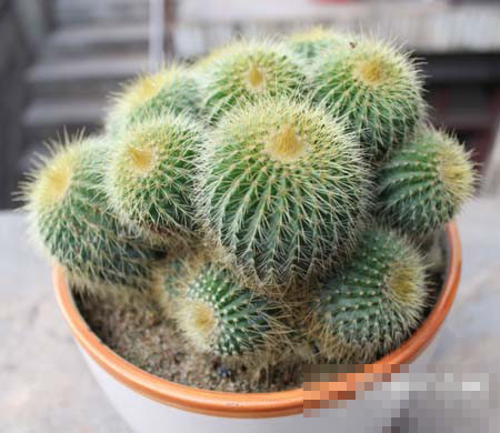 仙人球 风水(图1)