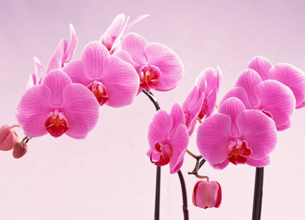 鲜花在家居风水中有啥作用 五行属火选择颜色与对应的方位风水有(图1) 鲜花在家居风水中有啥作用 五行属火选择颜色与对应的方位风水有(图1)