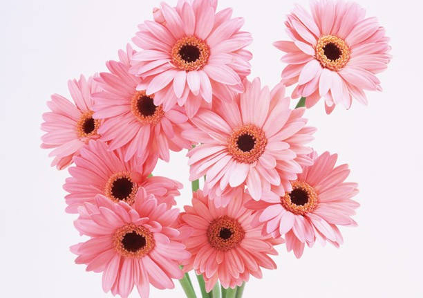 鲜花在家居风水中有啥作用 五行属金选择颜色与对应的方位风水有(图1)