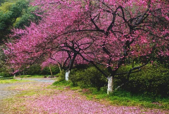 招桃花的家居风水 如何让确定自己的桃花位呢？(图1)