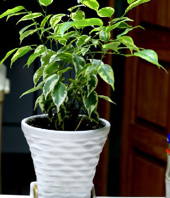 利用植物来增旺风水大有学问 巧置家中植物风水行好运(图1)