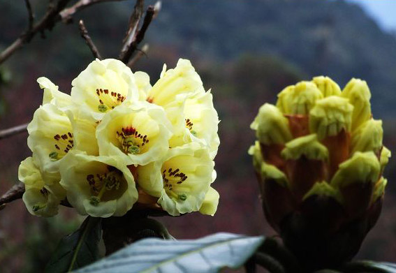恋爱风水爱恋桃花朵朵开 教你如何抓牢桃花运(图1)