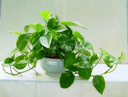 人丁兴旺的家居风水植物有哪些(图1)