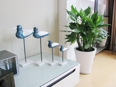 富贵生财的家居风水植物(图1) 富贵生财的家居风水植物(图1)