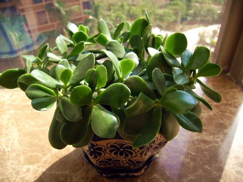 护宅驱邪的家居风水植物(图1)