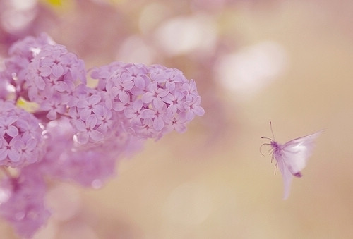 招桃花 风水(图1) 招桃花 风水(图1)